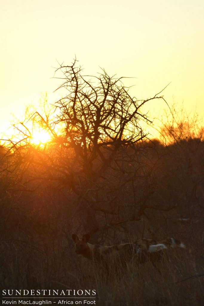 Sun rising on the wild dogs