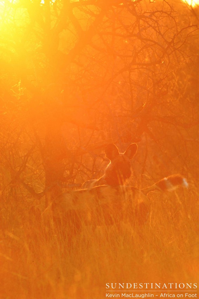 Wild dogs in the morning sun