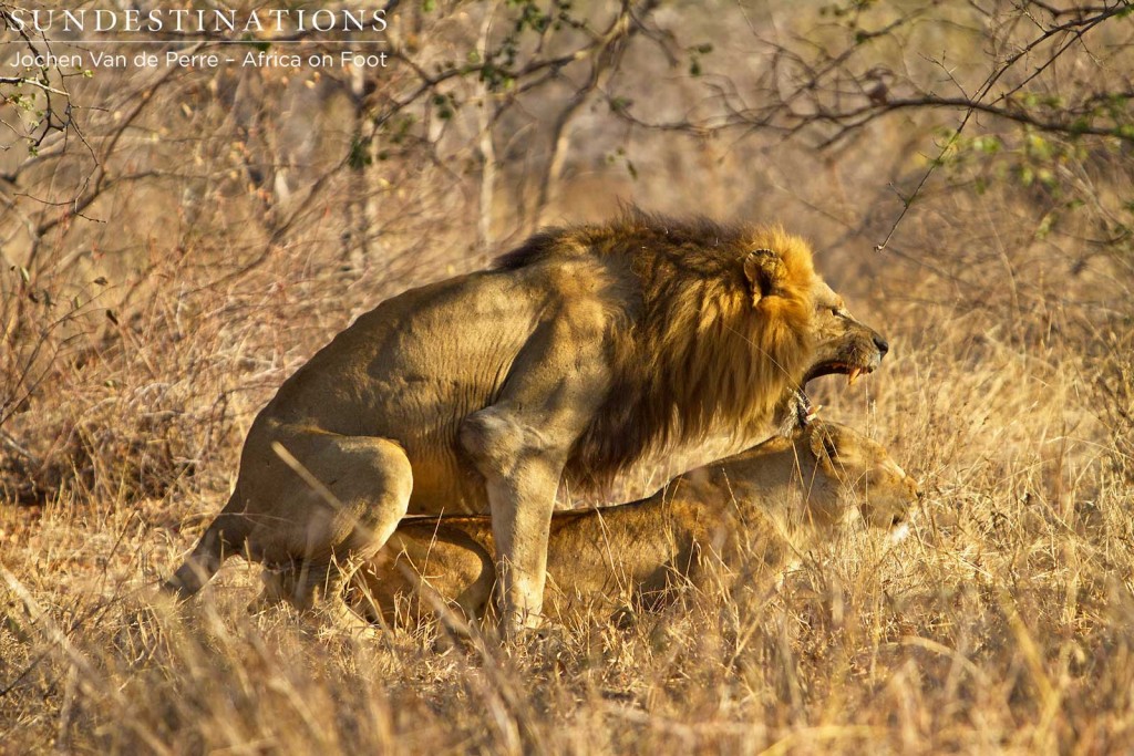 Trilogy male mating with lioness