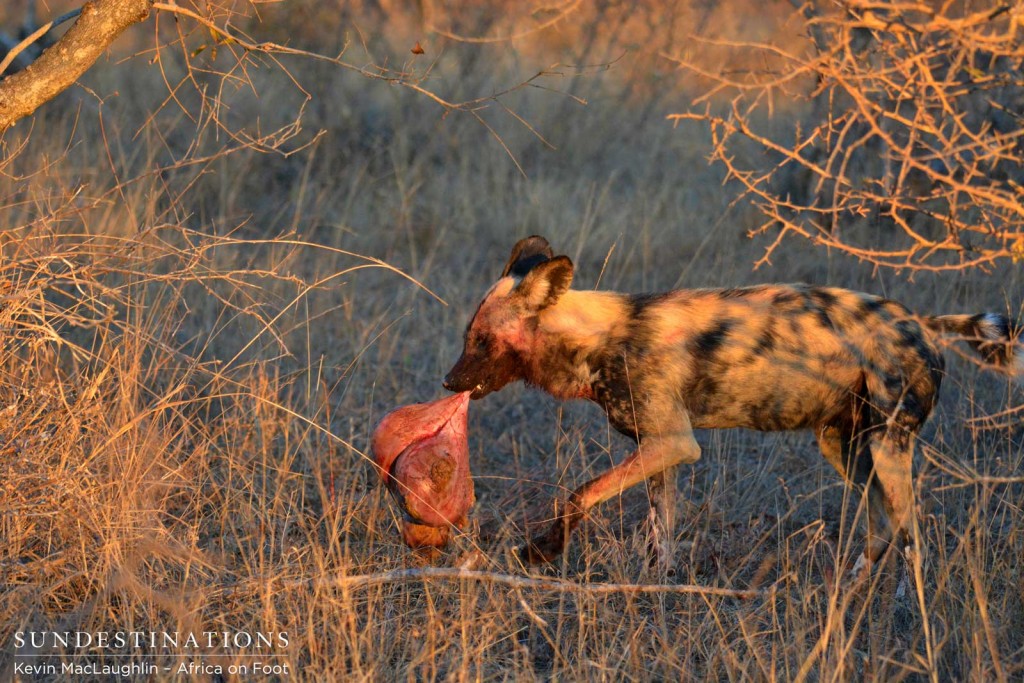 Wild dog carries off a piece of the impala carcass