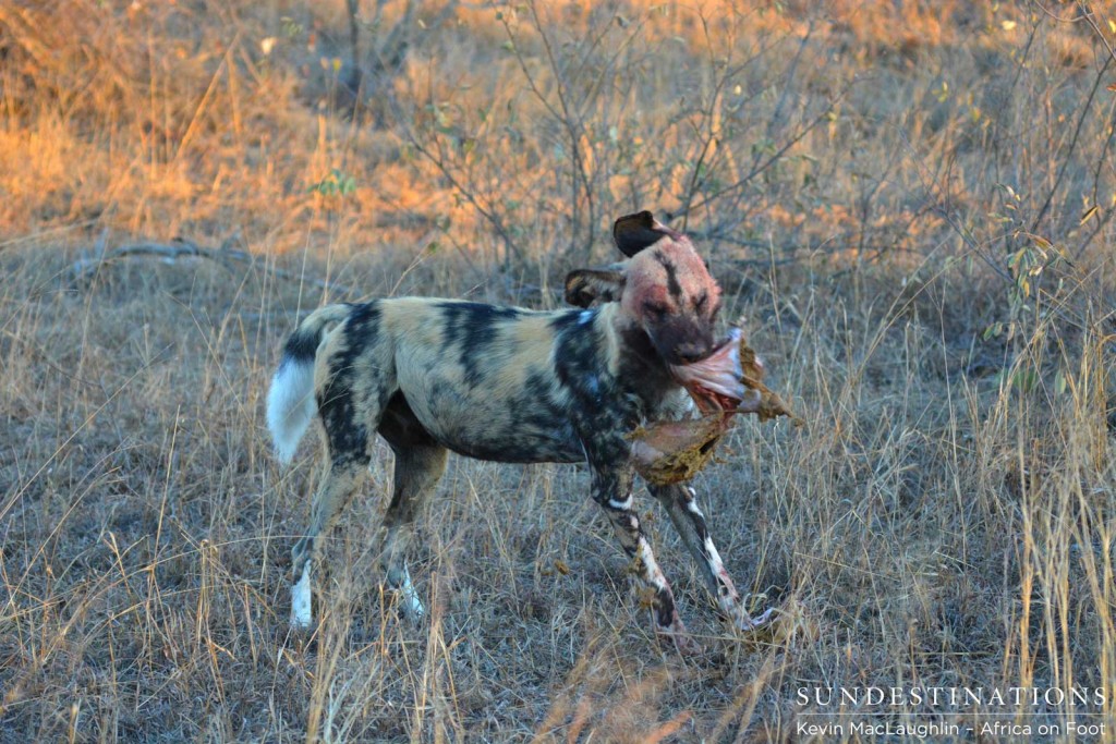 Wild dog shaking its mouthful of meat