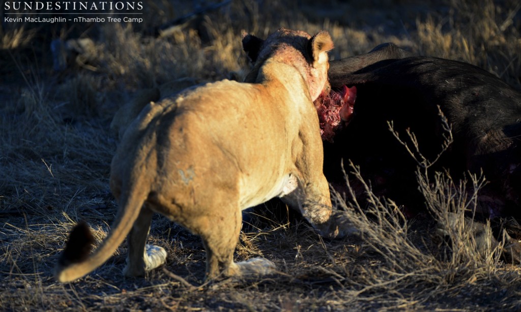 Unknown lioness feeding