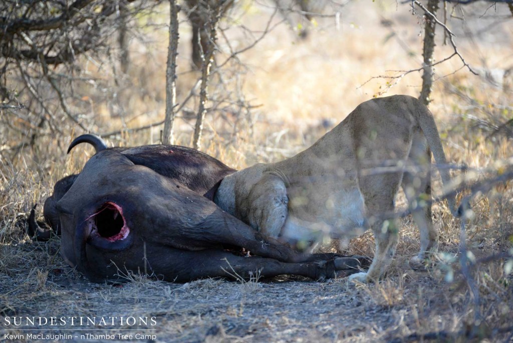 Ross lioness feeding on the buffalo carcass