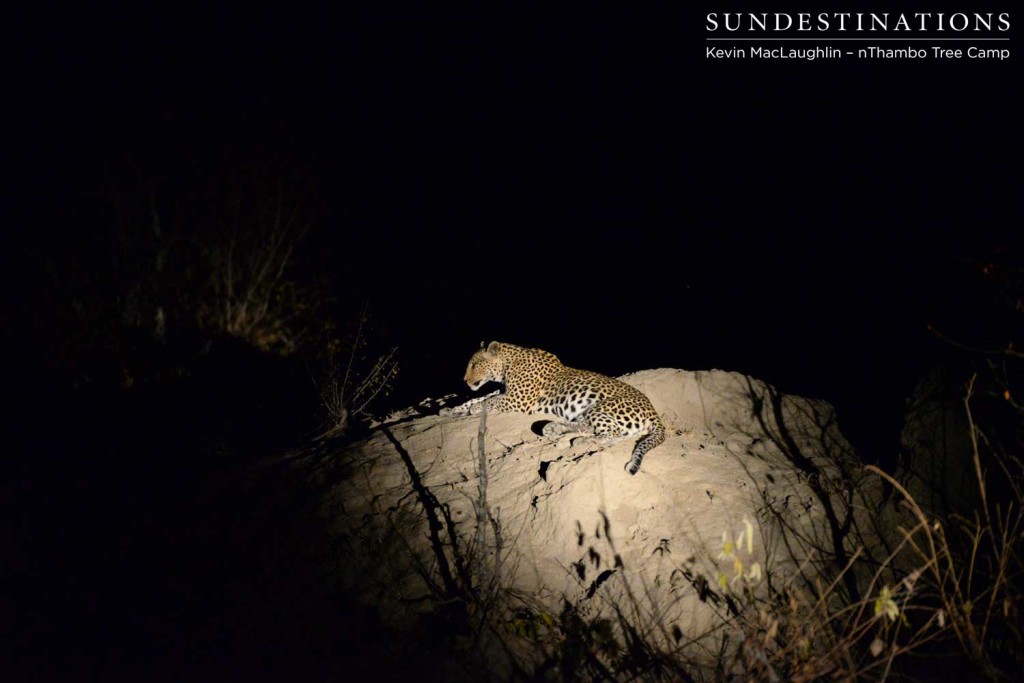 Female leopard resting on termite mound