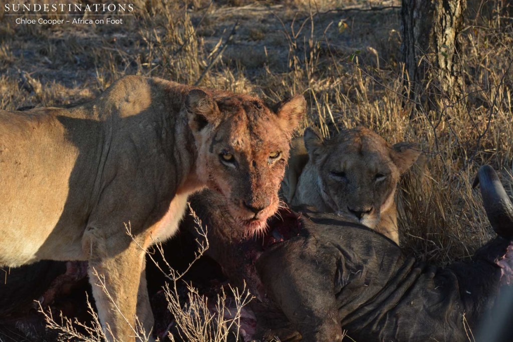 Newcomer lioness intimidating injured Ross female