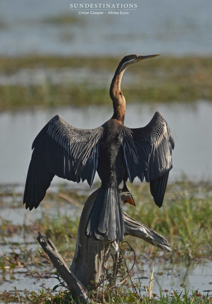African darter drying its wings