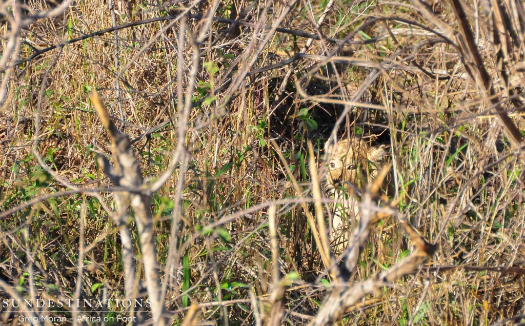 A glimpse of the Ross breakaway lioness' cub
