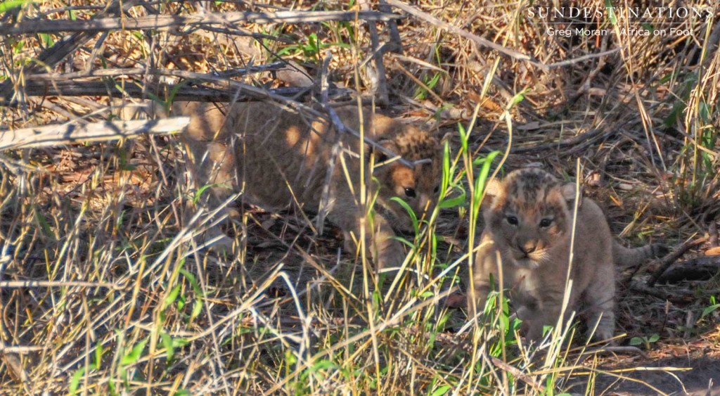 Ross breakaway lion cubs