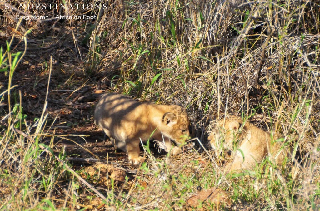 2 Cubs born to one of the Ross breakaway lionesses