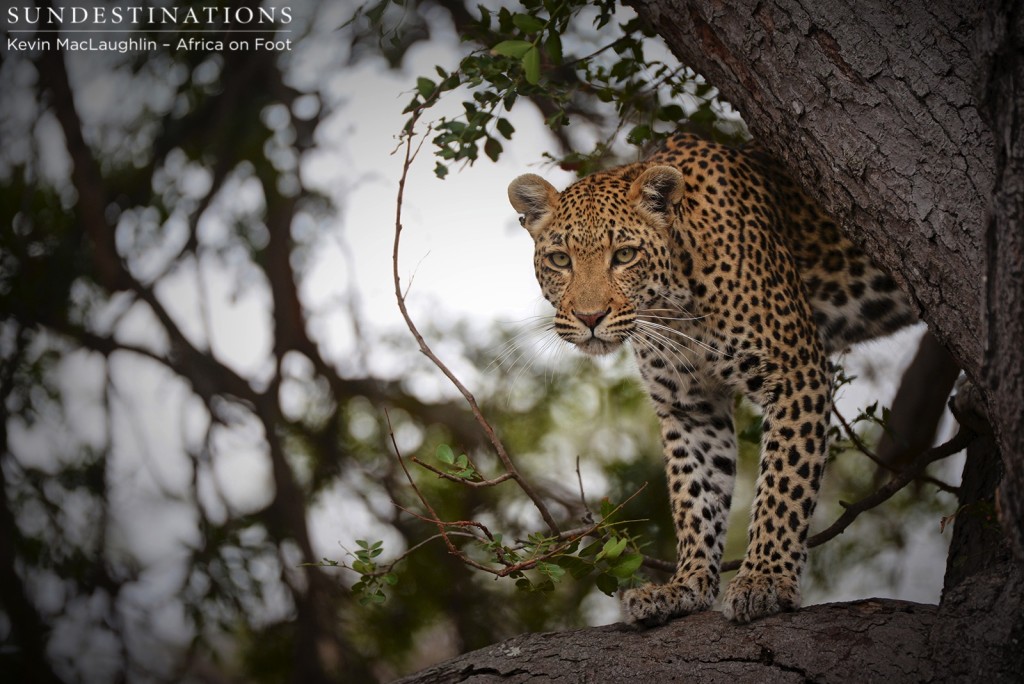 Female leopard looking down from her tree