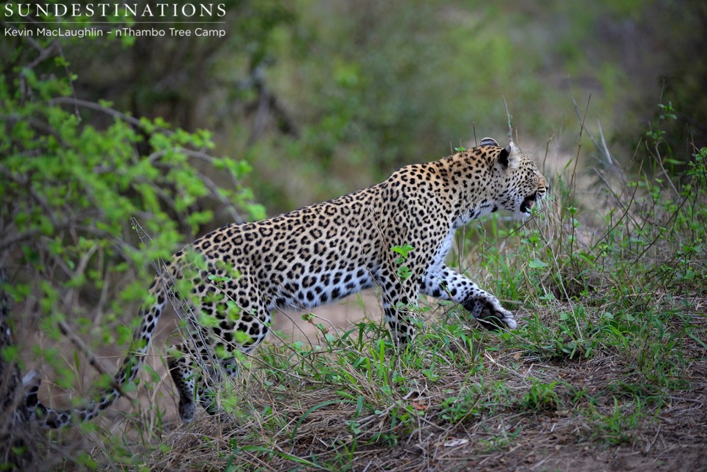 Female leopard guarding her territory 