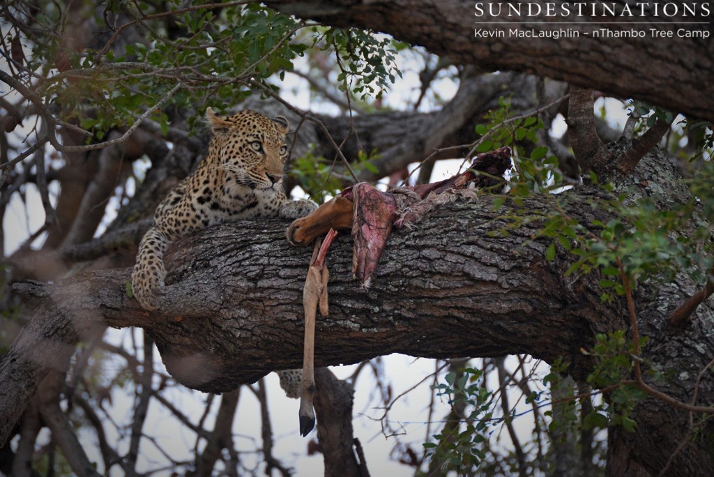 Female leopard guards her impala kill in a tree
