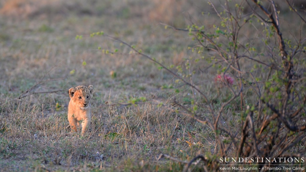 One of 2 lion cubs belonging to Ross Breakaway lioness