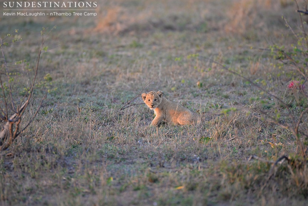 One lone lion cub separated from its mother
