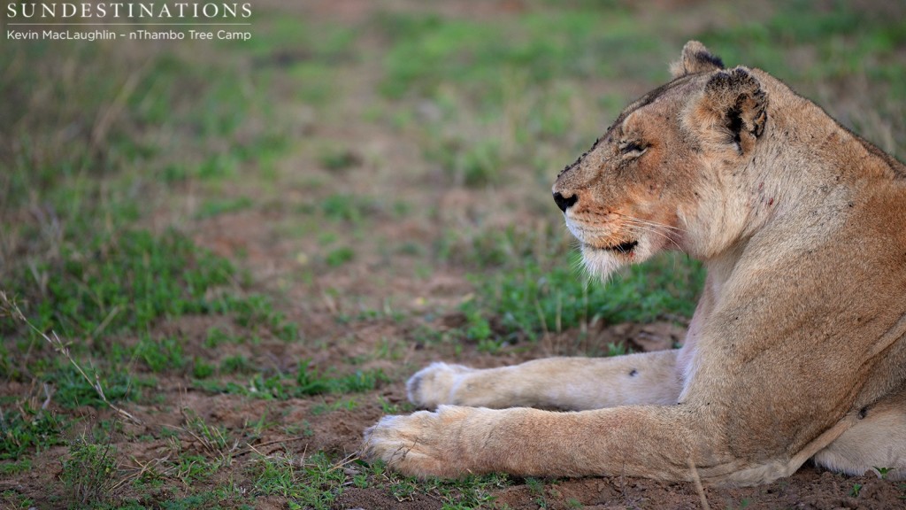 Ross Breakaway lioness seen at nThambo Tree Camp