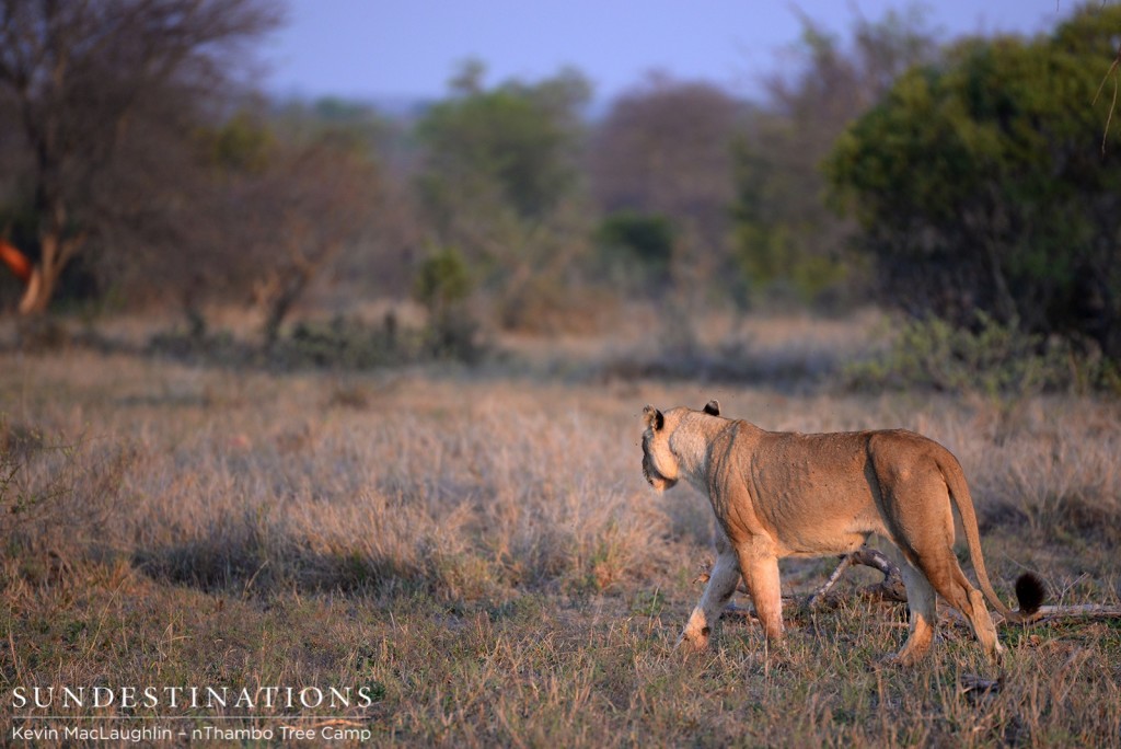 Ross lioness at nThambo open area