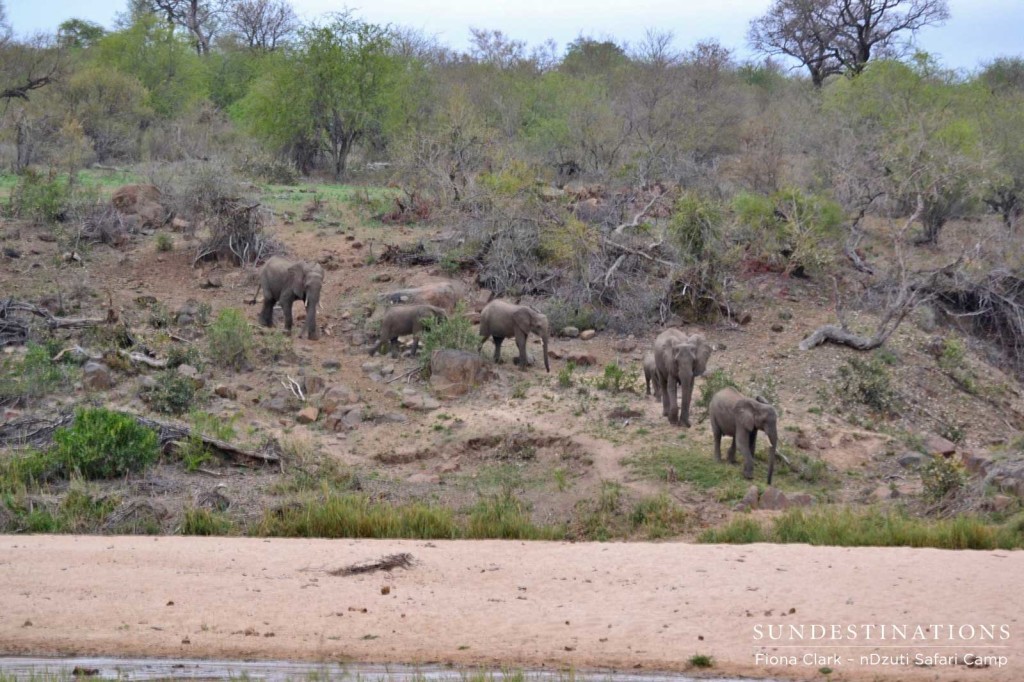 Elephants approaching the riverbank