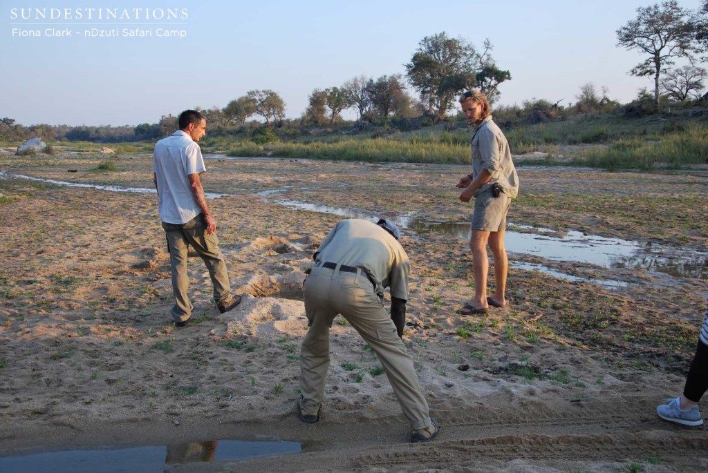 Tracking lions in the riverbed