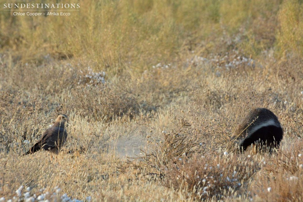 Honey badger digging for prey while goshawk waits to feed
