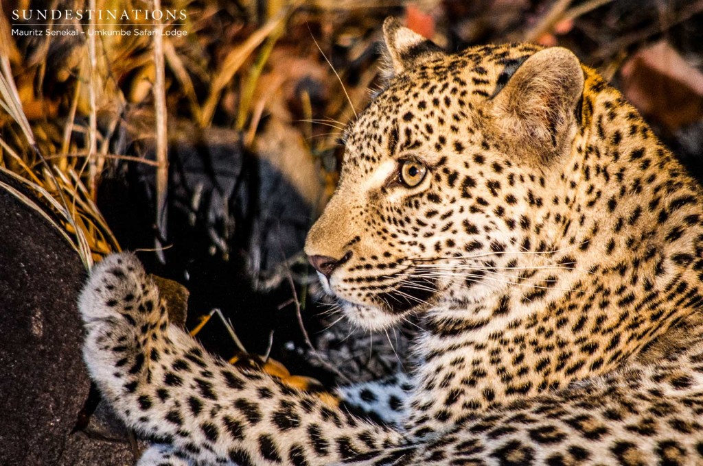 Kigelia leopard cub