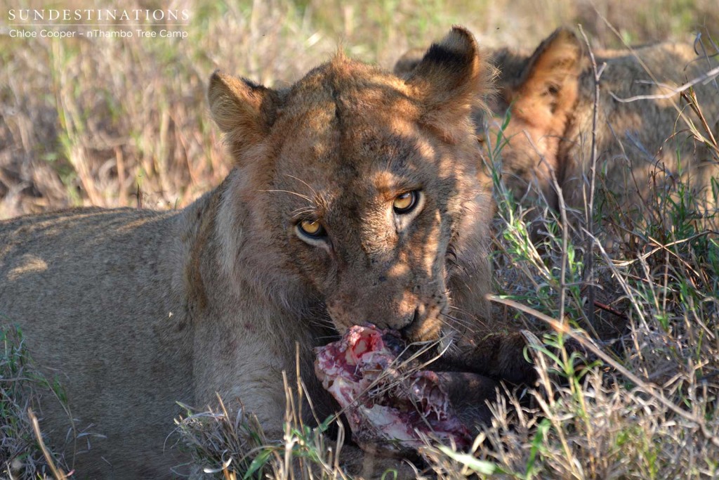 Ross Pride young male with his warthog kill