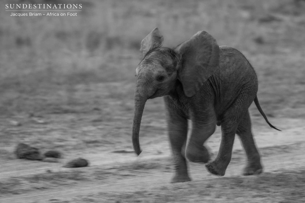 Baby elephant on the move