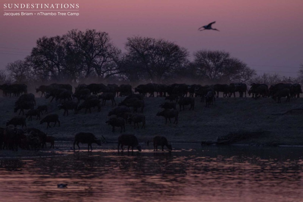 Dusk brings the purple tint out of the sunset as buffalo arrive to drink