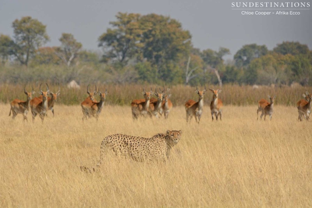 Cheetah giving up the stalk at Duma Tau, Moremi Game Reserve