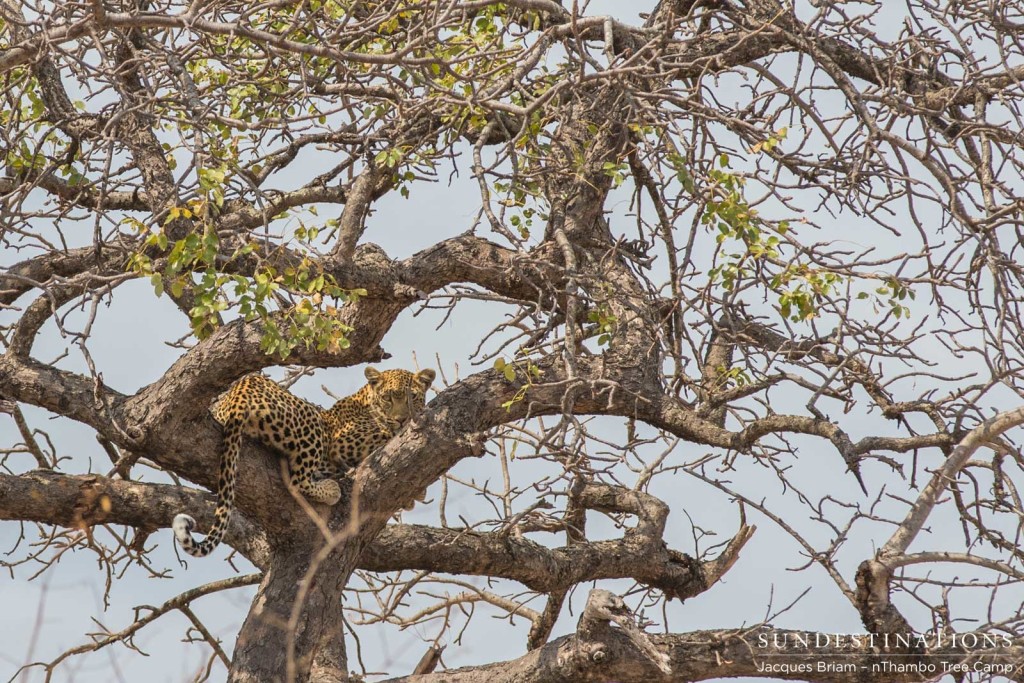 A young female leopard looks down at nThambo guests from her tree