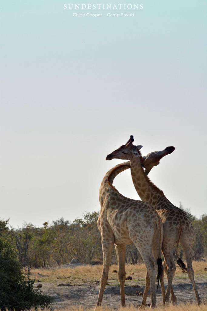 A pair of bull giraffes engage in a dominance display called 'necking'
