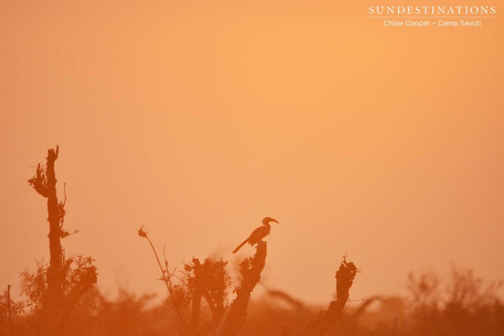 A hornbill takes in the sunset from its perch