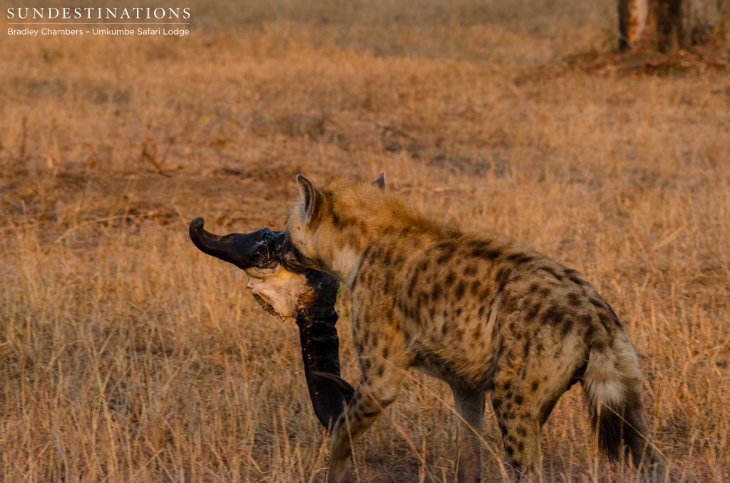 Hyena makes a break for it with a buffalo skull in tow