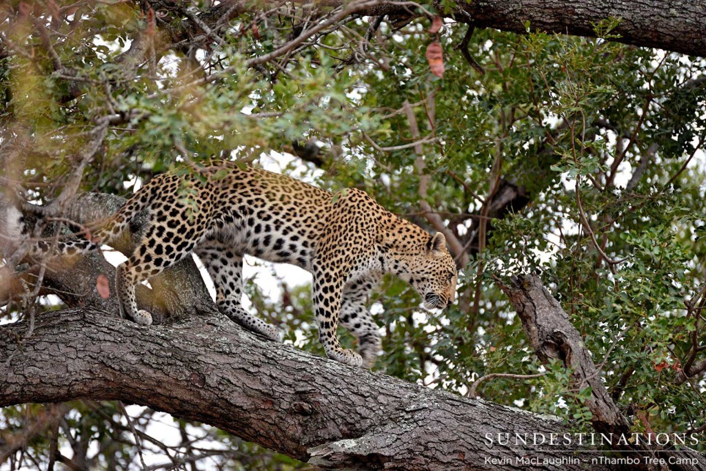 Leopard walking a branch