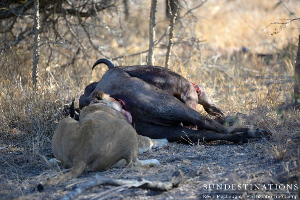 Lioness feeding from buffalo carcass