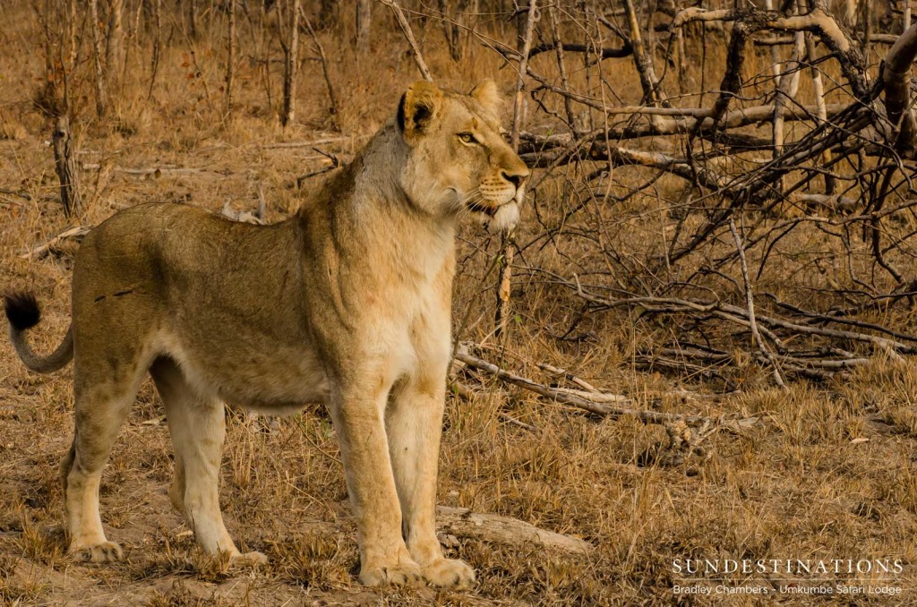 Lioness from the Matshipiri Pride