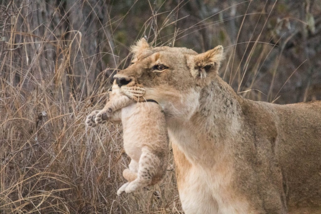 Lioness with cub in her mouth. Photo by Pat Saunders