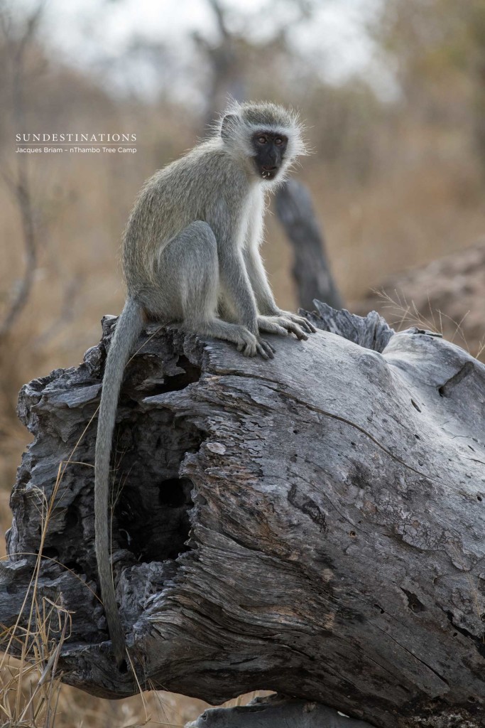 Vervet monkey contemplating life