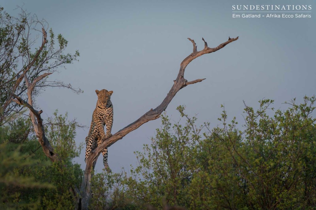 Moremi leopard getting a better look