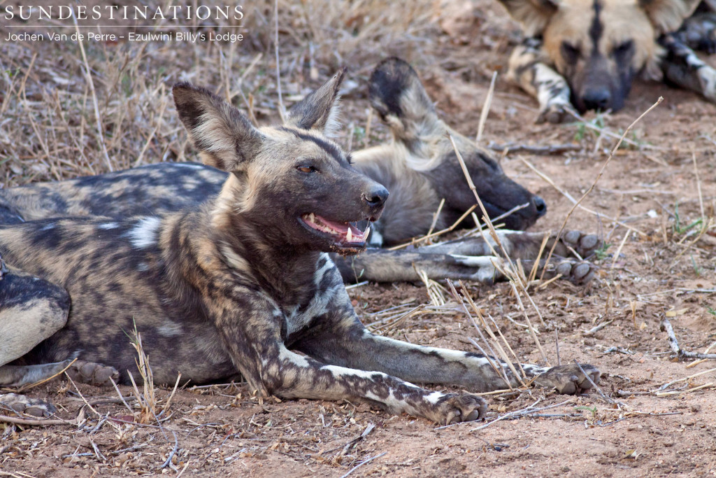 Pack of African wild dogs in Balule