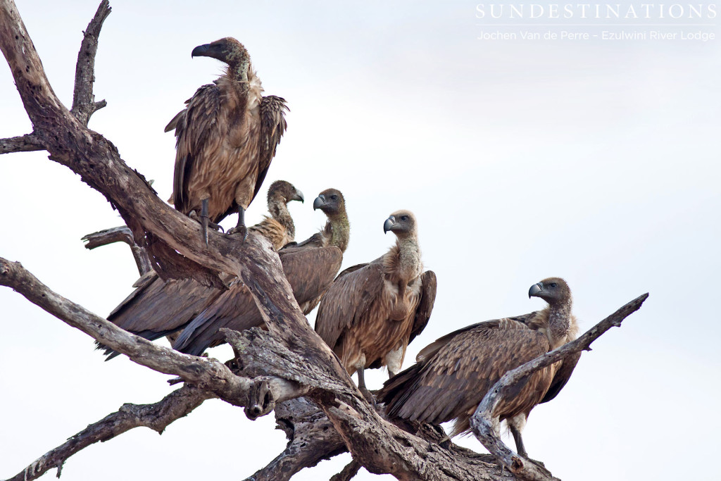 White-backed vultures lining up