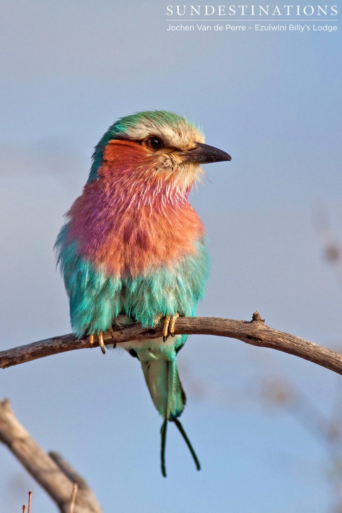 Lilac-breasted roller. The poser.