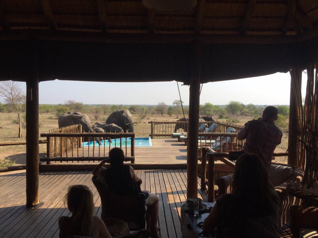 Elephants Drinking at nThambo Pool