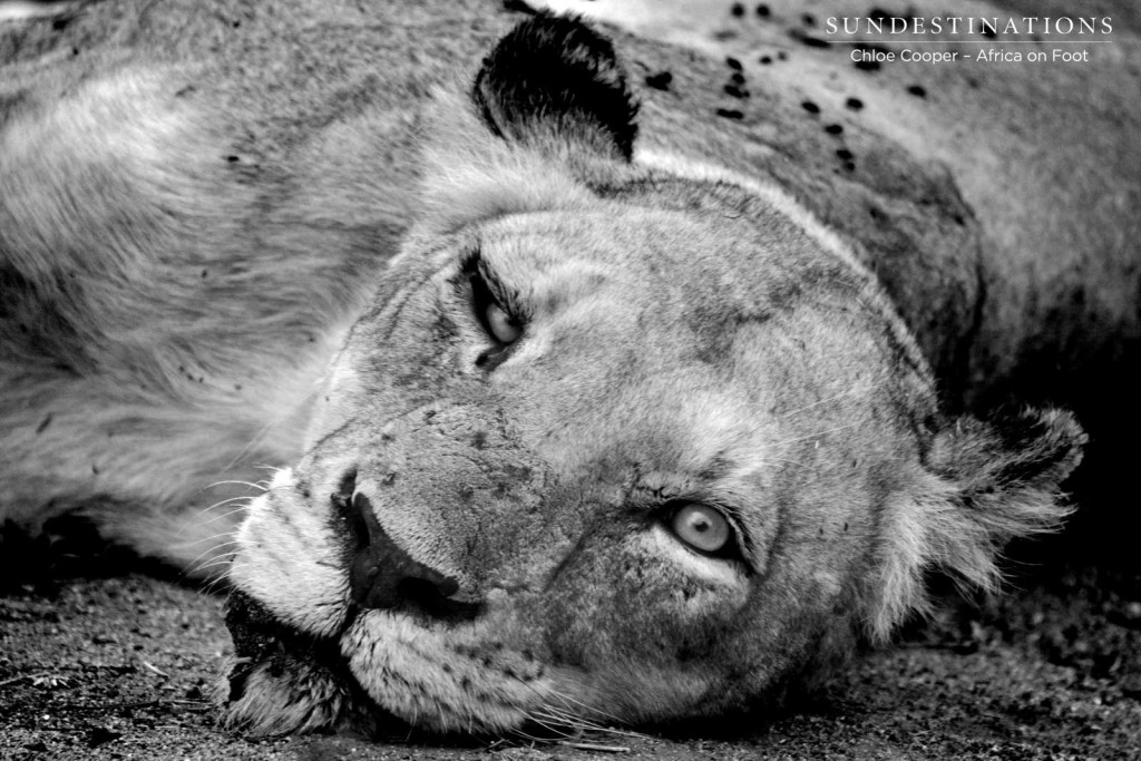 Ross Breakaway lioness in black and white
