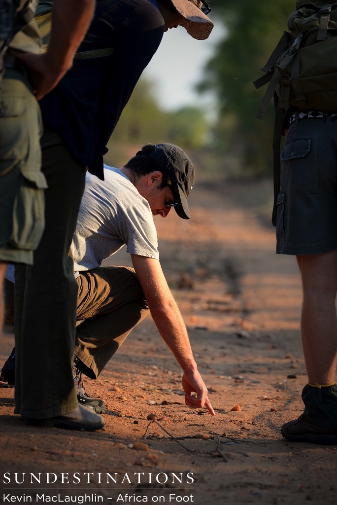 Discovering tracking at Africa on Foot