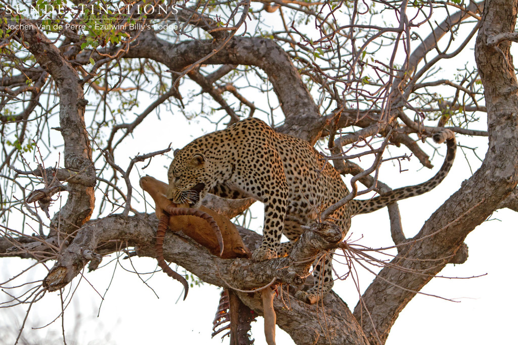 Chavaluthu in a tree with impala kill