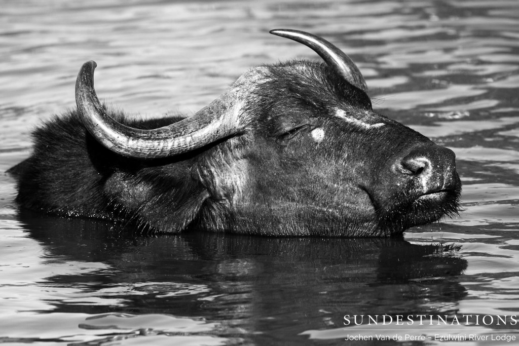 Buffalo cooling down