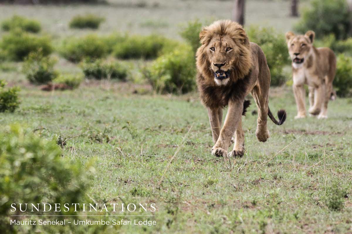 brothers in blood the lions of sabi sand full