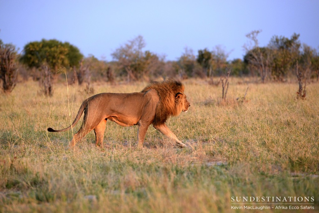Male lion in Savuti