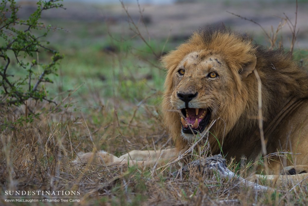 Second of the 3 Trilogy males seen at nThambo Tree Camp