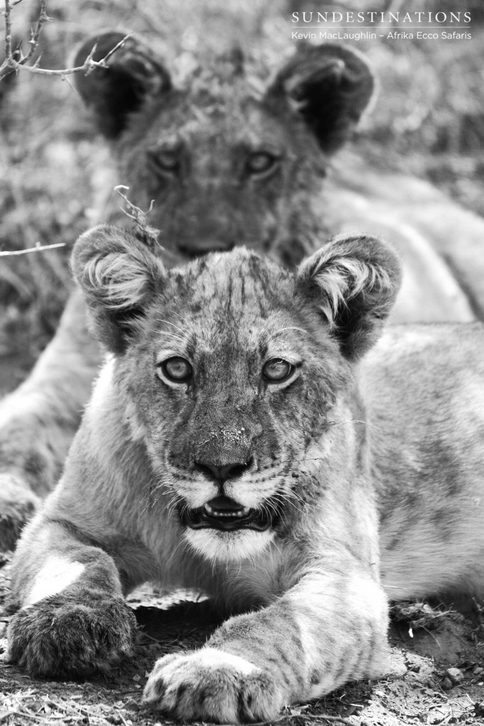 Lion cubs of the Kalahari